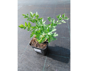 Petroselinum hortense