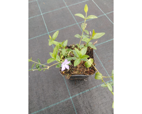 Vinca minor