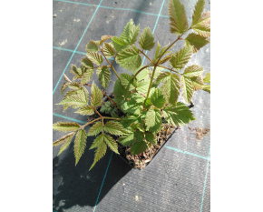 Aruncus dioicus