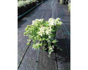 Thymus praecox ‘Albiflorus’