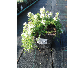 Thymus praecox ‘Albiflorus’
