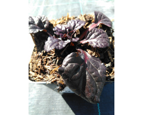 Ajuga reptans ‘Black Scallop’