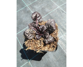 Ajuga reptans ‘Black Scallop’