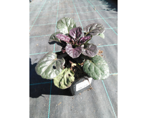 Ajuga reptans ‘Black Scallop’