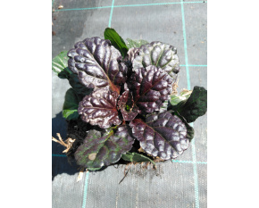 Ajuga reptans ‘Black Scallop’