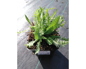 Achillea filipendulina ‘Cloth of Gold’