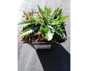 Achillea filipendulina ‘Cloth of Gold’