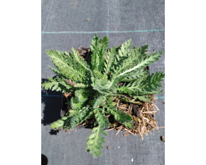 Achillea filipendulina ‘Cloth of Gold’