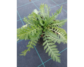 Achillea filipendulina ‘Cloth of Gold’