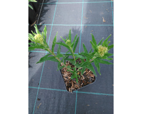 Asclepias tuberosa P11x11