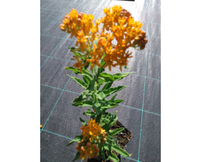 Asclepias tuberosa P11x11
