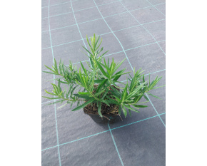 Asclepias tuberosa P11x11