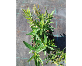 Asclepias tuberosa P11x11