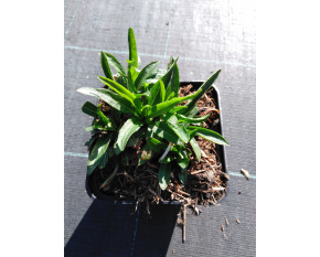 Physostegia virginiana ‘Rose’