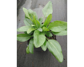 Physostegia virginiana ‘Rose’