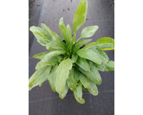Physostegia virginiana ‘Rose’