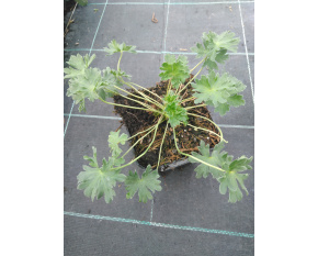 Geranium cinereum ‘Laurence Flatman’