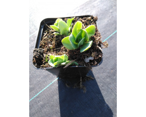 Sedum spectabile ‘Stardust’