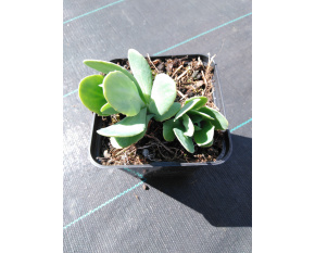 Sedum spectabile ‘Stardust’