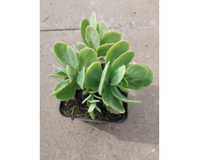 Sedum spectabile ‘Stardust’