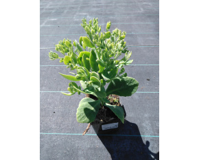 Sedum spectabile ‘Stardust’