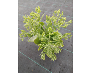 Sedum spectabile ‘Stardust’