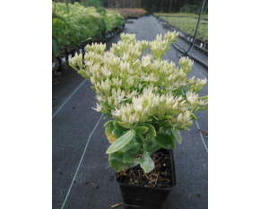 Sedum spectabile ‘Stardust’