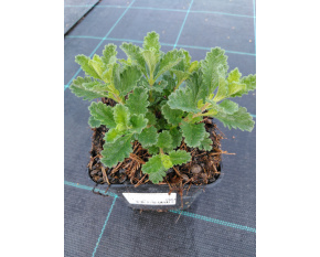 Teucrium chamaedrys