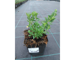 Teucrium chamaedrys