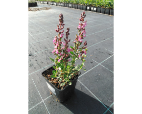 Teucrium chamaedrys