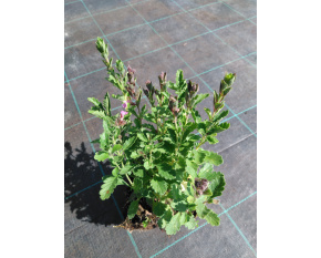 Teucrium chamaedrys