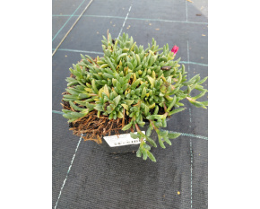 Delosperma ‘Fire Spinner’