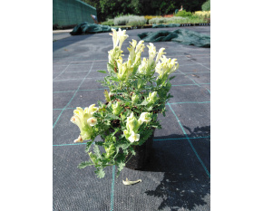 Scutellaria orientalis