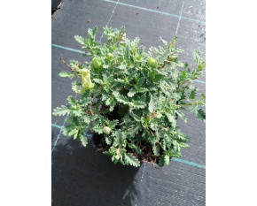 Scutellaria orientalis