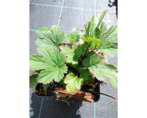 Anemone japonica ‘Pamina’