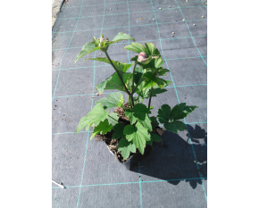 Anemone japonica ‘Pamina’