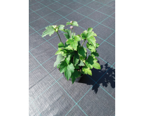 Anemone japonica ‘Pamina’