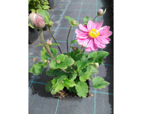 Anemone japonica ‘Pamina’