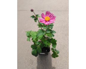 Anemone japonica ‘Pamina’