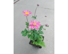 Anemone japonica ‘Pamina’