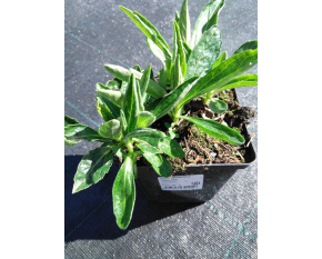 Aster ageratoides ‘Starshine’