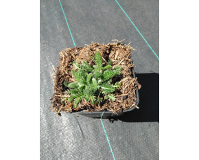 Achillea tomentosa ‘Aurea’