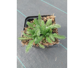 Achillea tomentosa ‘Aurea’