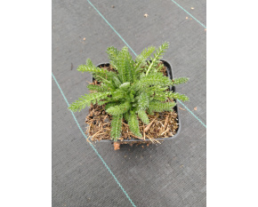 Achillea tomentosa ‘Aurea’