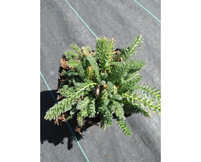 Achillea tomentosa ‘Aurea’