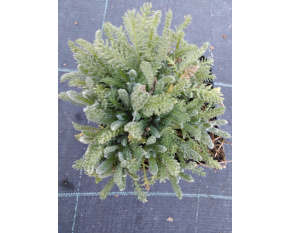 Achillea tomentosa ‘Aurea’