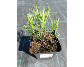 Coreopsis verticillata ‘Grandiflora’