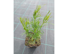 Coreopsis verticillata ‘Grandiflora’