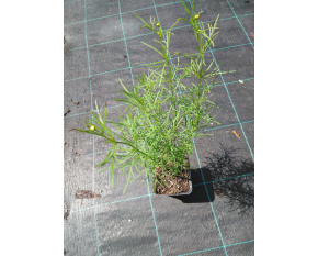 Coreopsis verticillata ‘Grandiflora’