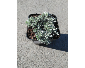 Antennaria dioica ‘Weisse Immortelle’
